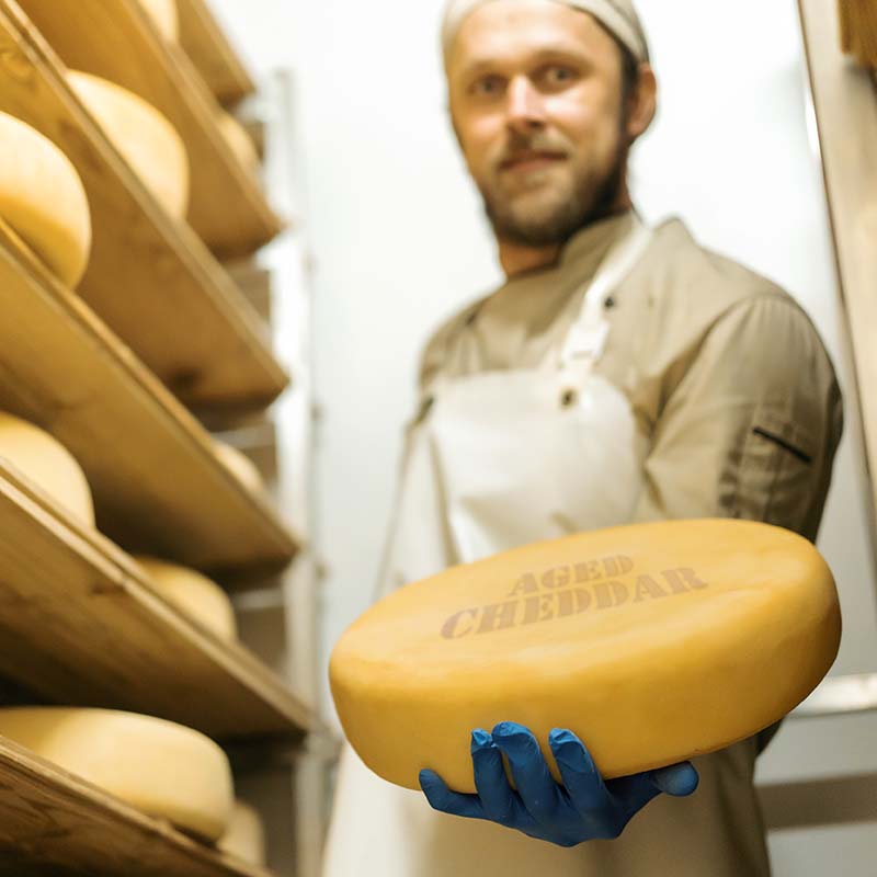 Image of a artisan cheese maker, proudly displaying a round of aged cheddar